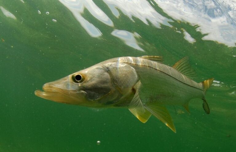 Florida Saltwater Fish Limits [2023]: Top 50 Game Fish