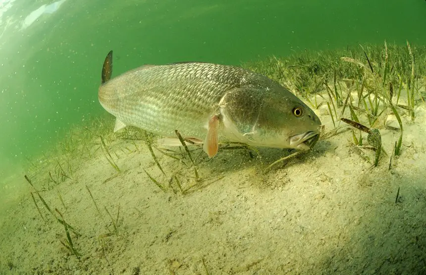 Redfish off Florida coast
