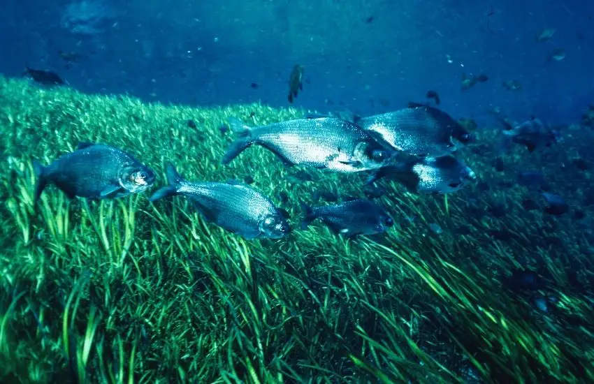Baitfish over grass cover