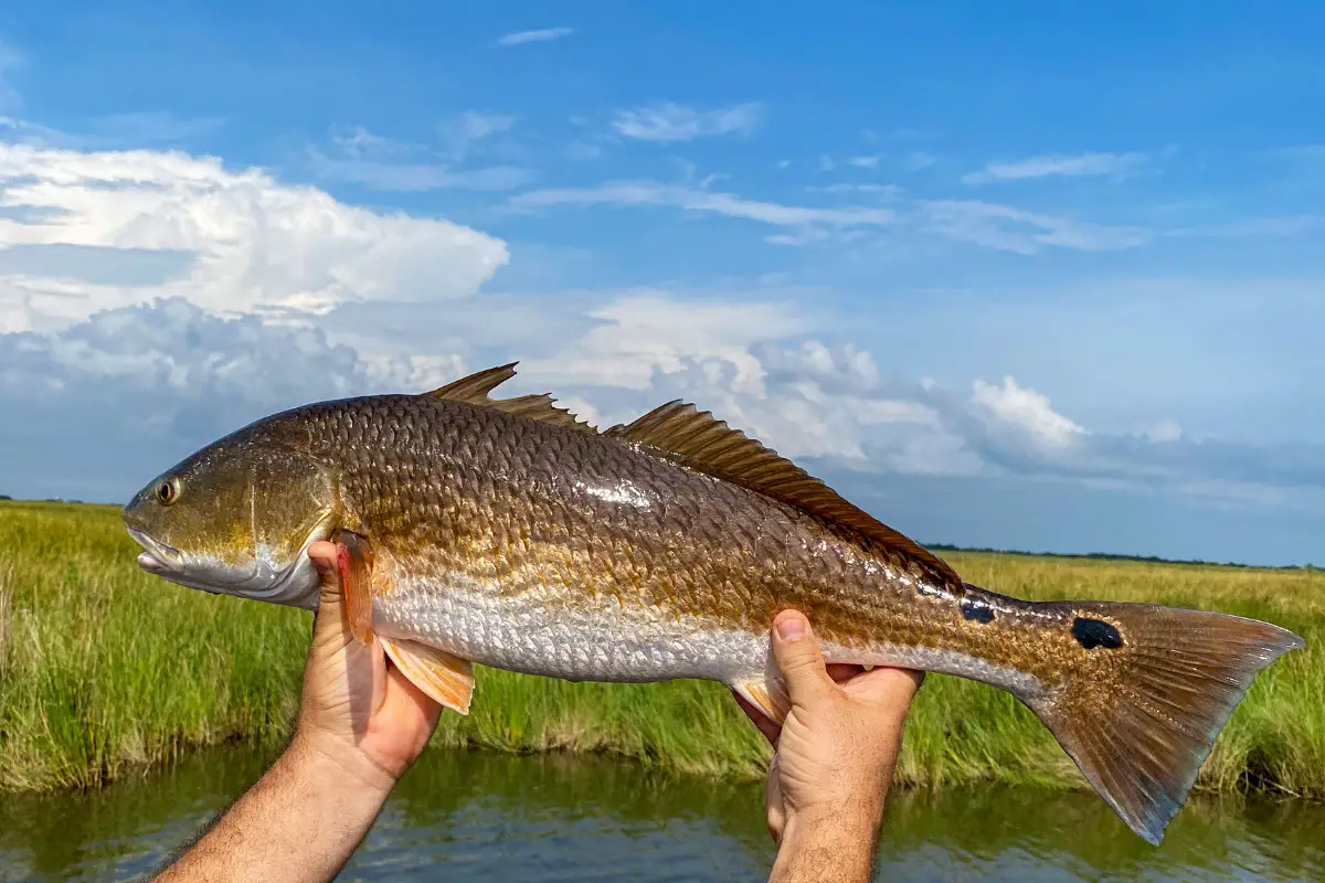 Redfish Surf Fishing Rigs Tips and Techniques for Successful Fishing