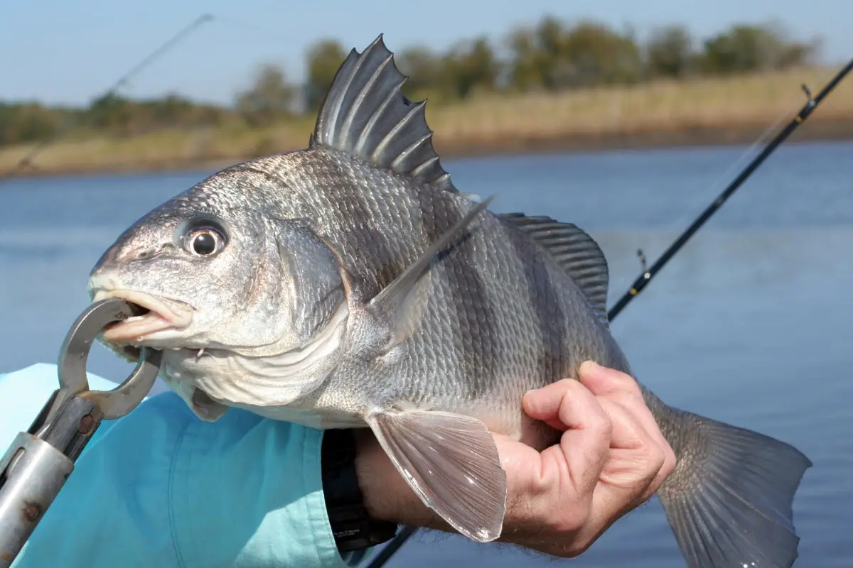 black-drum-size-limit-texas-top-tips-for-how-to-catch-within-the