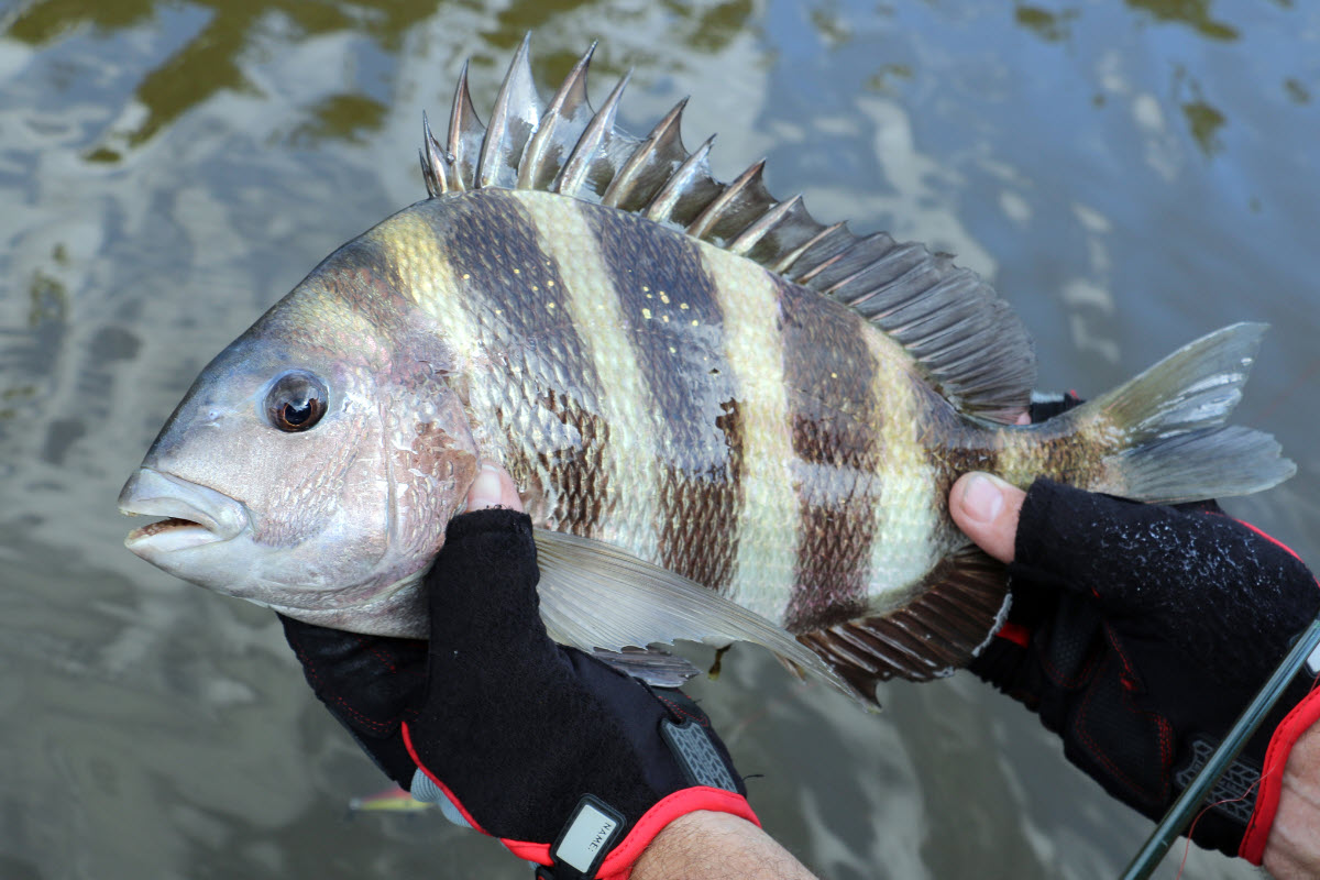Sheepshead Size Limit What You Need to Know Before You Go Fishing