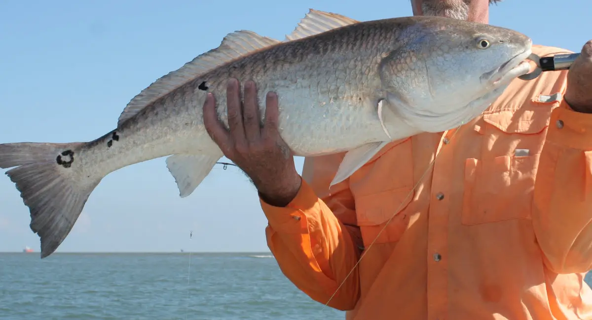 Texas Redfish Limit How to Stay Compliant and Enjoy Your Catch