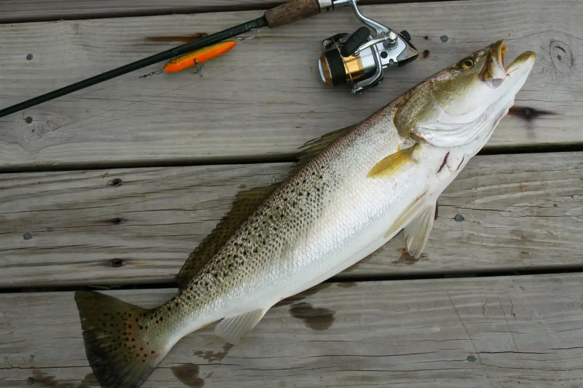 Texas Speckled Trout Limit Catch Your Limit With These Top Tips