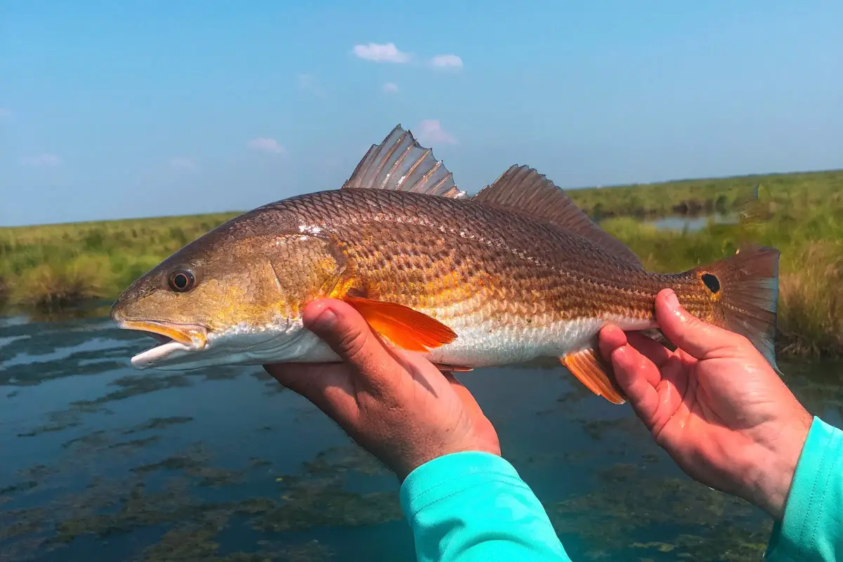 Redfish Size Limit Florida Incredible Best Practices for Staying Legal