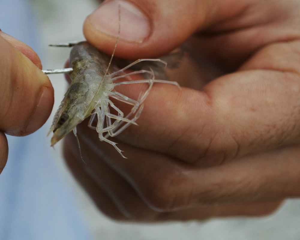 Top 10 Best Bait For Surf Fishing Catch the Big One with These